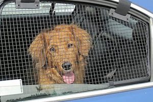 Keep Your Dog Cool in the Car: Tips & Tricks Safem Fabrication - Precision Engineering & Custom Manufacturing Solutions Keep Your Dog Cool in the Car: Tips & Tricks | Safem Fabrication - Precision Engineering & Custom Manufacturing Solutions