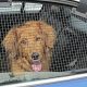 Keep Your Dog Cool in the Car: Tips &amp; Tricks | My Caring Dog – Tips, Stories, and Care Guides for Loving Pet Owners