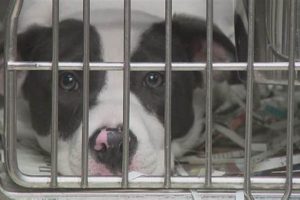 St. Louis County Animal Shelter: Adopt a Car Buddy My Caring Dog – Tips, Stories, and Care Guides for Loving Pet Owners St. Louis County Animal Shelter: Adopt a Car Buddy | My Caring Dog – Tips, Stories, and Care Guides for Loving Pet Owners
