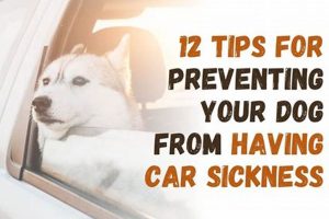 End Dog Car Sickness: Tips & Tricks My Caring Dog – Tips, Stories, and Care Guides for Loving Pet Owners End Dog Car Sickness: Tips & Tricks | My Caring Dog – Tips, Stories, and Care Guides for Loving Pet Owners
