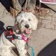 Train Your Dog as a Service Animal: A Guide | Safem Fabrication - Precision Engineering & Custom Manufacturing Solutions