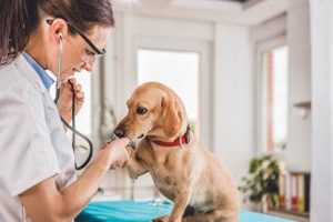 Best Vet Care for Your Car Dog Companion Safem Fabrication - Precision Engineering & Custom Manufacturing Solutions Best Vet Care for Your Car Dog Companion | Safem Fabrication - Precision Engineering & Custom Manufacturing Solutions