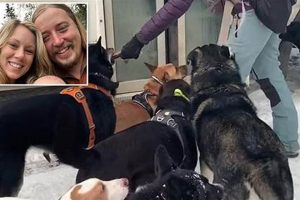 Best Dog Day Care in Alaska: Top Kennels Safem Fabrication - Precision Engineering & Custom Manufacturing Solutions Best Dog Day Care in Alaska: Top Kennels | Safem Fabrication - Precision Engineering & Custom Manufacturing Solutions