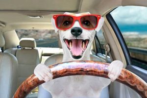 Safe Dog Car Drive Tips & Essentials My Caring Dog – Tips, Stories, and Care Guides for Loving Pet Owners Safe Dog Car Drive Tips & Essentials | My Caring Dog – Tips, Stories, and Care Guides for Loving Pet Owners