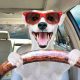 Safe Dog Car Drive Tips &amp; Essentials | My Caring Dog – Tips, Stories, and Care Guides for Loving Pet Owners