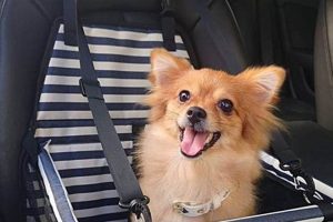 Top Dog Car Seat Reviews & Ratings My Caring Dog – Tips, Stories, and Care Guides for Loving Pet Owners Top Dog Car Seat Reviews & Ratings | My Caring Dog – Tips, Stories, and Care Guides for Loving Pet Owners