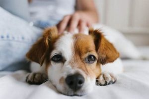 Top 10 Small & Easy Dogs for Carefree Owners My Caring Dog – Tips, Stories, and Care Guides for Loving Pet Owners Top 10 Small & Easy Dogs for Carefree Owners | My Caring Dog – Tips, Stories, and Care Guides for Loving Pet Owners