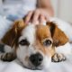 Top 10 Small & Easy Dogs for Carefree Owners | My Caring Dog – Tips, Stories, and Care Guides for Loving Pet Owners