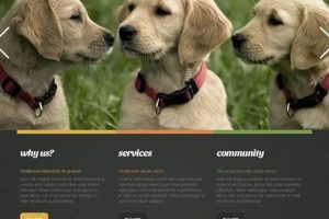 Top Puppy Websites for Car Dog Lovers My Caring Dog – Tips, Stories, and Care Guides for Loving Pet Owners Top Puppy Websites for Car Dog Lovers | My Caring Dog – Tips, Stories, and Care Guides for Loving Pet Owners