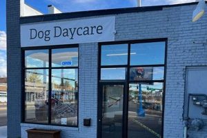 Best Dog Day Care in Charlottesville VA: Top Picks My Caring Dog – Tips, Stories, and Care Guides for Loving Pet Owners Best Dog Day Care in Charlottesville VA: Top Picks | My Caring Dog – Tips, Stories, and Care Guides for Loving Pet Owners
