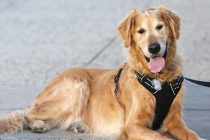 Free Service Dogs in Texas: A Complete Guide My Caring Dog – Tips, Stories, and Care Guides for Loving Pet Owners Free Service Dogs in Texas: A Complete Guide | My Caring Dog – Tips, Stories, and Care Guides for Loving Pet Owners