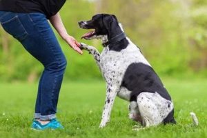 Getting Your Dog Trained As A Service Dog My Caring Dog – Tips, Stories, and Care Guides for Loving Pet Owners Getting Your Dog Trained As A Service Dog | My Caring Dog – Tips, Stories, and Care Guides for Loving Pet Owners