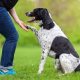 Getting Your Dog Trained As A Service Dog | My Caring Dog – Tips, Stories, and Care Guides for Loving Pet Owners