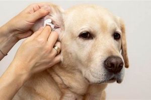 Dog Ear Infection Care: A Vets Guide Safem Fabrication - Precision Engineering & Custom Manufacturing Solutions Dog Ear Infection Care: A Vets Guide | Safem Fabrication - Precision Engineering & Custom Manufacturing Solutions