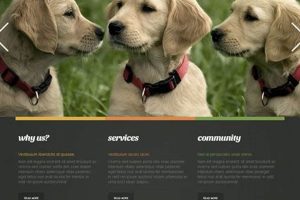 Best Car Dog Website: Tips & Resources Safem Fabrication - Precision Engineering & Custom Manufacturing Solutions Best Car Dog Website: Tips & Resources | Safem Fabrication - Precision Engineering & Custom Manufacturing Solutions