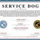 Legit Online Service Animal Certification: Guide | My Caring Dog – Tips, Stories, and Care Guides for Loving Pet Owners