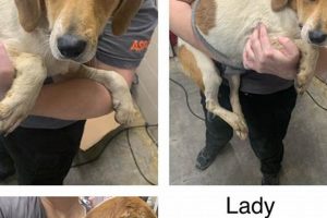 Adopt a Dog in Chicago: Find Your Furry Friend My Caring Dog – Tips, Stories, and Care Guides for Loving Pet Owners Adopt a Dog in Chicago: Find Your Furry Friend | My Caring Dog – Tips, Stories, and Care Guides for Loving Pet Owners