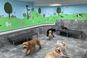 Dog Day Care Newr Me Safem Fabrication - Precision Engineering & Custom Manufacturing Solutions Dog Day Care Newr Me | Safem Fabrication - Precision Engineering & Custom Manufacturing Solutions
