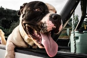Dog Slobbers In Car | Safem Fabrication - Precision Engineering & Custom Manufacturing Solutions