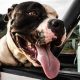 Dog Slobbers In Car | My Caring Dog – Tips, Stories, and Care Guides for Loving Pet Owners