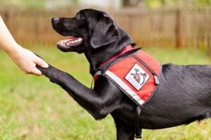 Best Service Dog Trainers: Expert Training Guide Safem Fabrication - Precision Engineering & Custom Manufacturing Solutions Best Service Dog Trainers: Expert Training Guide | Safem Fabrication - Precision Engineering & Custom Manufacturing Solutions