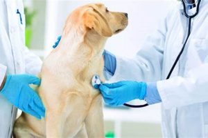 Best Health Care Tips for Your Dogs | Safem Fabrication - Precision Engineering & Custom Manufacturing Solutions