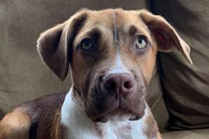 Adopt a Dog in Chicagoland: Find Your Furry Friend Safem Fabrication - Precision Engineering & Custom Manufacturing Solutions Adopt a Dog in Chicagoland: Find Your Furry Friend | Safem Fabrication - Precision Engineering & Custom Manufacturing Solutions