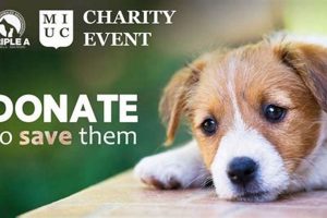Top Canine Charities for Car Dog Lovers | Safem Fabrication - Precision Engineering & Custom Manufacturing Solutions