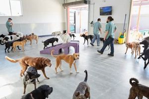 Top-Rated Happy Hounds Dog Care Center: Your Pet's Home | Safem Fabrication - Precision Engineering & Custom Manufacturing Solutions
