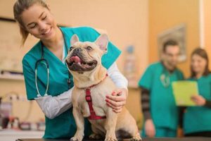 Expert Service Dog Veterinary Care & Tips Safem Fabrication - Precision Engineering & Custom Manufacturing Solutions Expert Service Dog Veterinary Care & Tips | Safem Fabrication - Precision Engineering & Custom Manufacturing Solutions