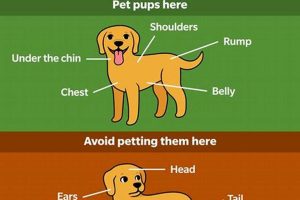 Best Car Dog Accessories: How Does Dogs Travel Safely? | Safem Fabrication - Precision Engineering & Custom Manufacturing Solutions