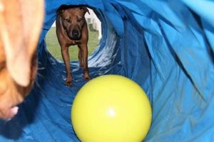 Top Dog Day Care in St. Louis, MO My Caring Dog – Tips, Stories, and Care Guides for Loving Pet Owners Top Dog Day Care in St. Louis, MO | My Caring Dog – Tips, Stories, and Care Guides for Loving Pet Owners