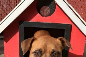 Adopt a Dog in St. Louis: Find Your Furry Friend My Caring Dog – Tips, Stories, and Care Guides for Loving Pet Owners Adopt a Dog in St. Louis: Find Your Furry Friend | My Caring Dog – Tips, Stories, and Care Guides for Loving Pet Owners