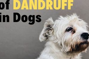 Effective Dog Dandruff Care & Treatment Guide My Caring Dog – Tips, Stories, and Care Guides for Loving Pet Owners Effective Dog Dandruff Care & Treatment Guide | My Caring Dog – Tips, Stories, and Care Guides for Loving Pet Owners