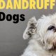 Effective Dog Dandruff Care & Treatment Guide | Safem Fabrication - Precision Engineering & Custom Manufacturing Solutions