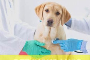 Pet Care Insurance For Dogs Safem Fabrication - Precision Engineering & Custom Manufacturing Solutions Pet Care Insurance For Dogs | Safem Fabrication - Precision Engineering & Custom Manufacturing Solutions