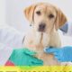 Pet Care Insurance For Dogs | Safem Fabrication - Precision Engineering & Custom Manufacturing Solutions