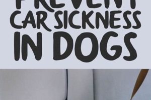Best Car Sickness Treatments for Dogs: Vet's Guide | Safem Fabrication - Precision Engineering & Custom Manufacturing Solutions