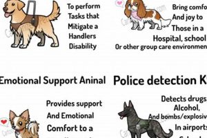 Best Service Dog Website Resources & Guides My Caring Dog – Tips, Stories, and Care Guides for Loving Pet Owners Best Service Dog Website Resources & Guides | My Caring Dog – Tips, Stories, and Care Guides for Loving Pet Owners