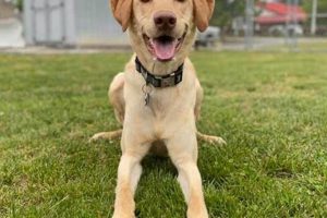 Best Dog Day Care in Sanford, NC: Top Choices My Caring Dog – Tips, Stories, and Care Guides for Loving Pet Owners Best Dog Day Care in Sanford, NC: Top Choices | My Caring Dog – Tips, Stories, and Care Guides for Loving Pet Owners