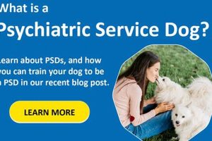 Find Free Psychiatric Service Dog Training Programs | Safem Fabrication - Precision Engineering & Custom Manufacturing Solutions