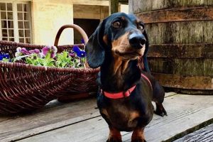 Driving with Dogs to France: Rules & Tips Safem Fabrication - Precision Engineering & Custom Manufacturing Solutions Driving with Dogs to France: Rules & Tips | Safem Fabrication - Precision Engineering & Custom Manufacturing Solutions