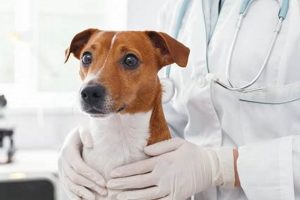 Complete Canine Health Care Guide My Caring Dog – Tips, Stories, and Care Guides for Loving Pet Owners Complete Canine Health Care Guide | My Caring Dog – Tips, Stories, and Care Guides for Loving Pet Owners