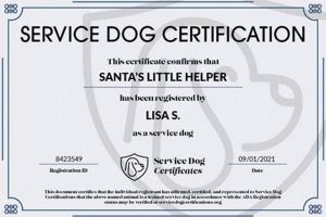Best Free Online Service Dog Training Courses | Safem Fabrication - Precision Engineering & Custom Manufacturing Solutions