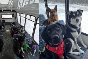 Reliable Alaska Dog Day Care Bus Services My Caring Dog – Tips, Stories, and Care Guides for Loving Pet Owners Reliable Alaska Dog Day Care Bus Services | My Caring Dog – Tips, Stories, and Care Guides for Loving Pet Owners