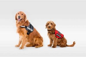 Best Support Dogs for Car Travel: A Guide Safem Fabrication - Precision Engineering & Custom Manufacturing Solutions Best Support Dogs for Car Travel: A Guide | Safem Fabrication - Precision Engineering & Custom Manufacturing Solutions
