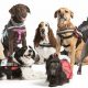 Find Certified Therapy Animals Near You | My Caring Dog – Tips, Stories, and Care Guides for Loving Pet Owners