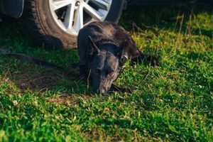 Dog Car Sickness: Tips & Remedies My Caring Dog – Tips, Stories, and Care Guides for Loving Pet Owners Dog Car Sickness: Tips & Remedies | My Caring Dog – Tips, Stories, and Care Guides for Loving Pet Owners