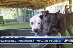 Adopt a PBC Animal Care & Control Dog Today! | My Caring Dog – Tips, Stories, and Care Guides for Loving Pet Owners