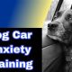 Conquer Dog Car Anxiety: Tips & Tricks | My Caring Dog – Tips, Stories, and Care Guides for Loving Pet Owners